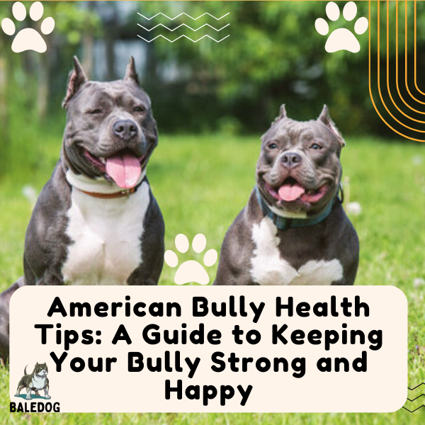 American Bully Health Tips: A Guide to Keeping Your Bully Strong and Happy