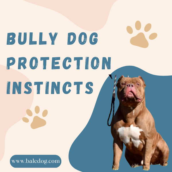 Bully Dog Protection Instincts