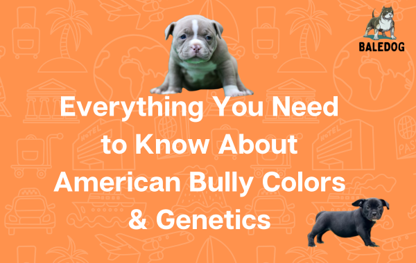 Everything You Need to Know About American Bully Colors & Genetics