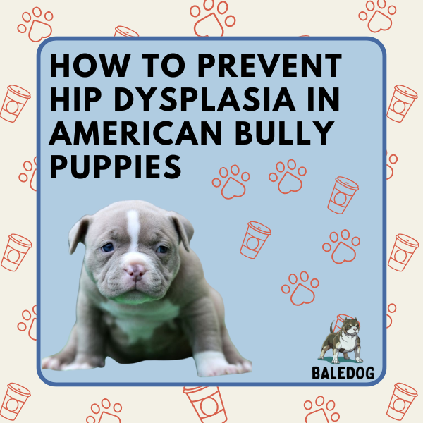 How to Prevent Hip Dysplasia in American Bully Puppies