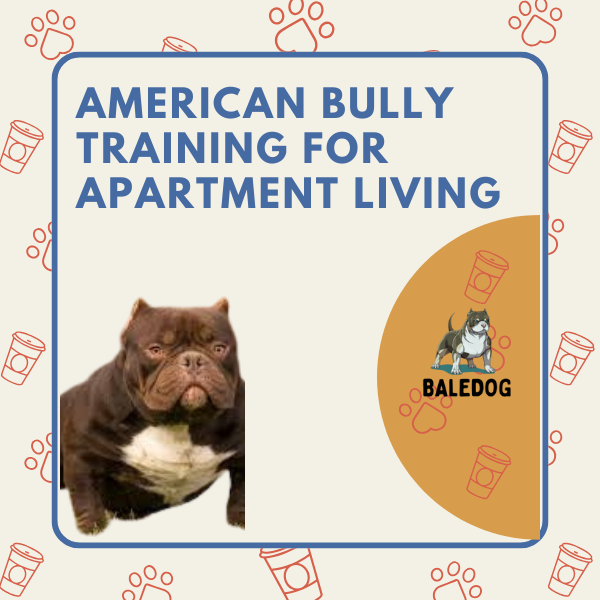 american bully training for apartment living